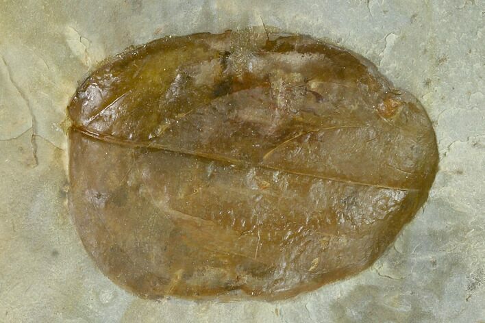 Fossil Dogwood (Cornus) Leaf - Montana #120778